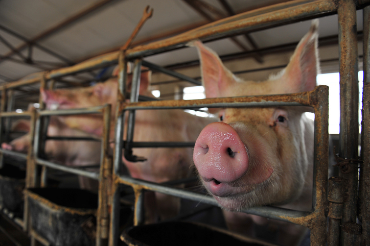 猪肉价格按月跌2%。