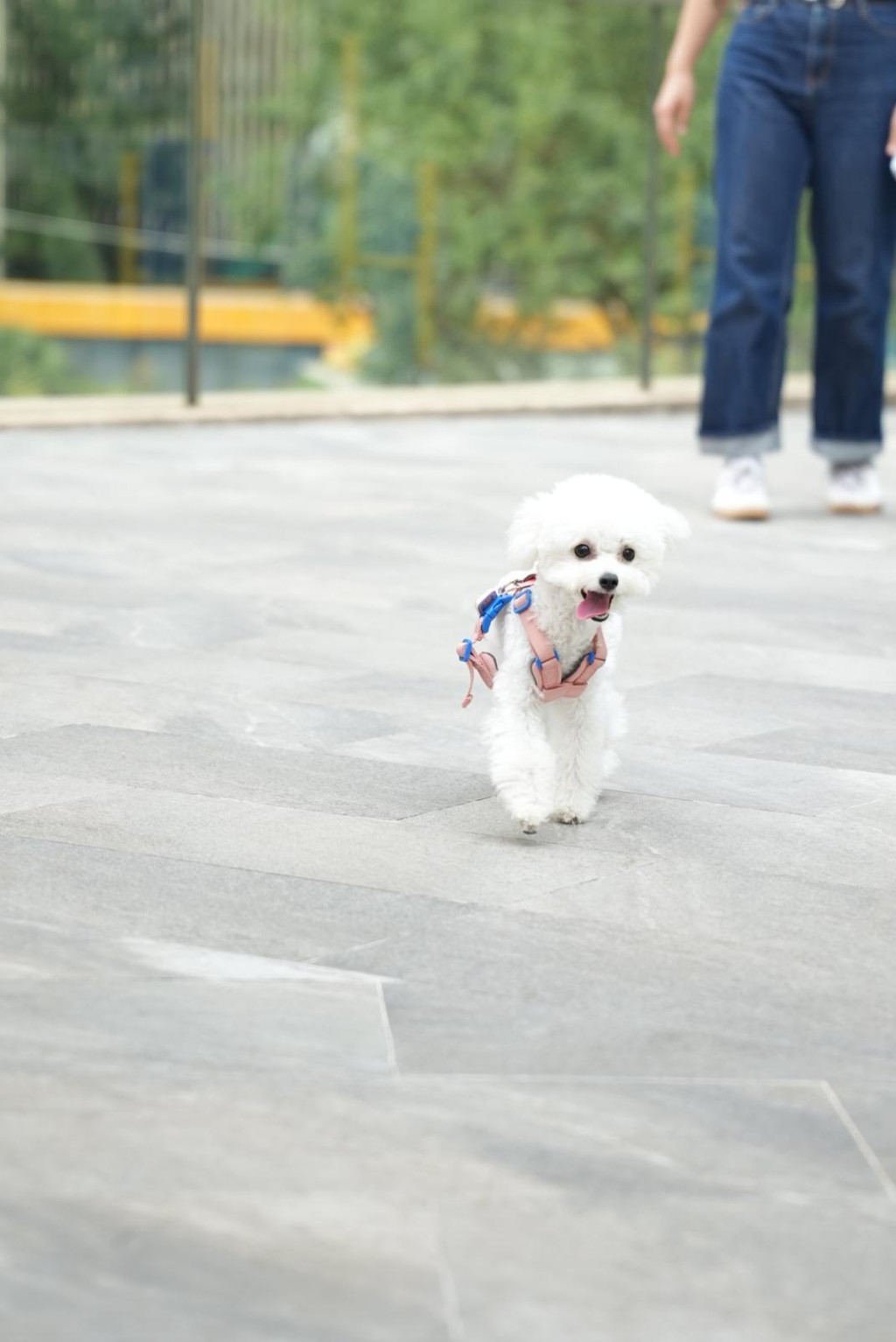 丁小姐視只有1歲的蝦哈是家人。