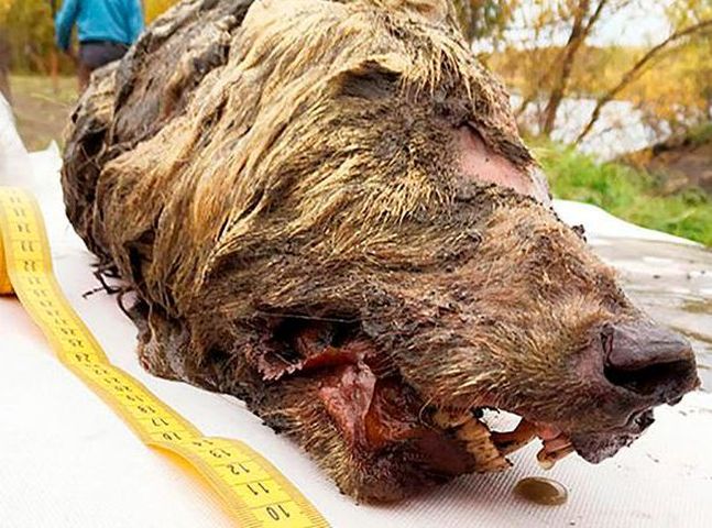 西伯利亞發現野狼頭骨。網圖