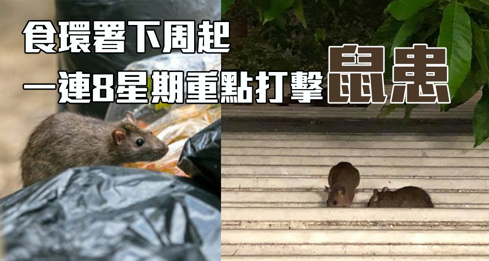 食環署下周起於全港加強滅鼠。(資料圖片)