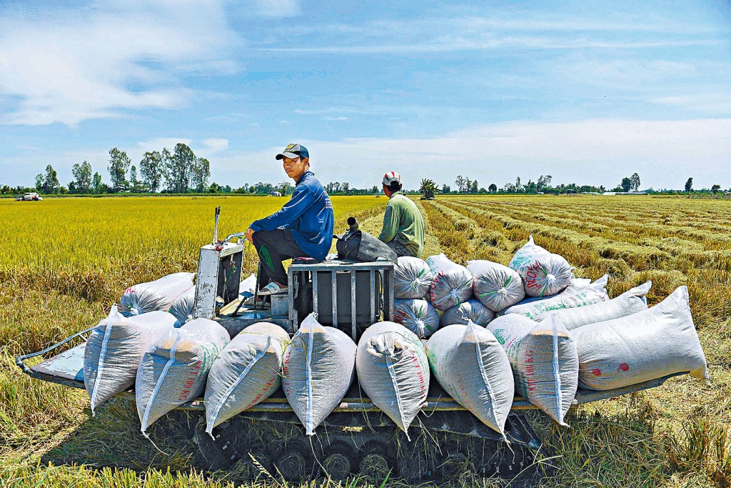 越南南部芹苴市農夫駕駛貨車，載送稻米駛過田地。