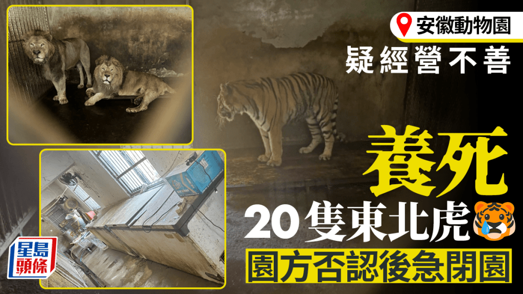 老虎煉獄︱安徽動物園疑經營不善 20東北虎死亡