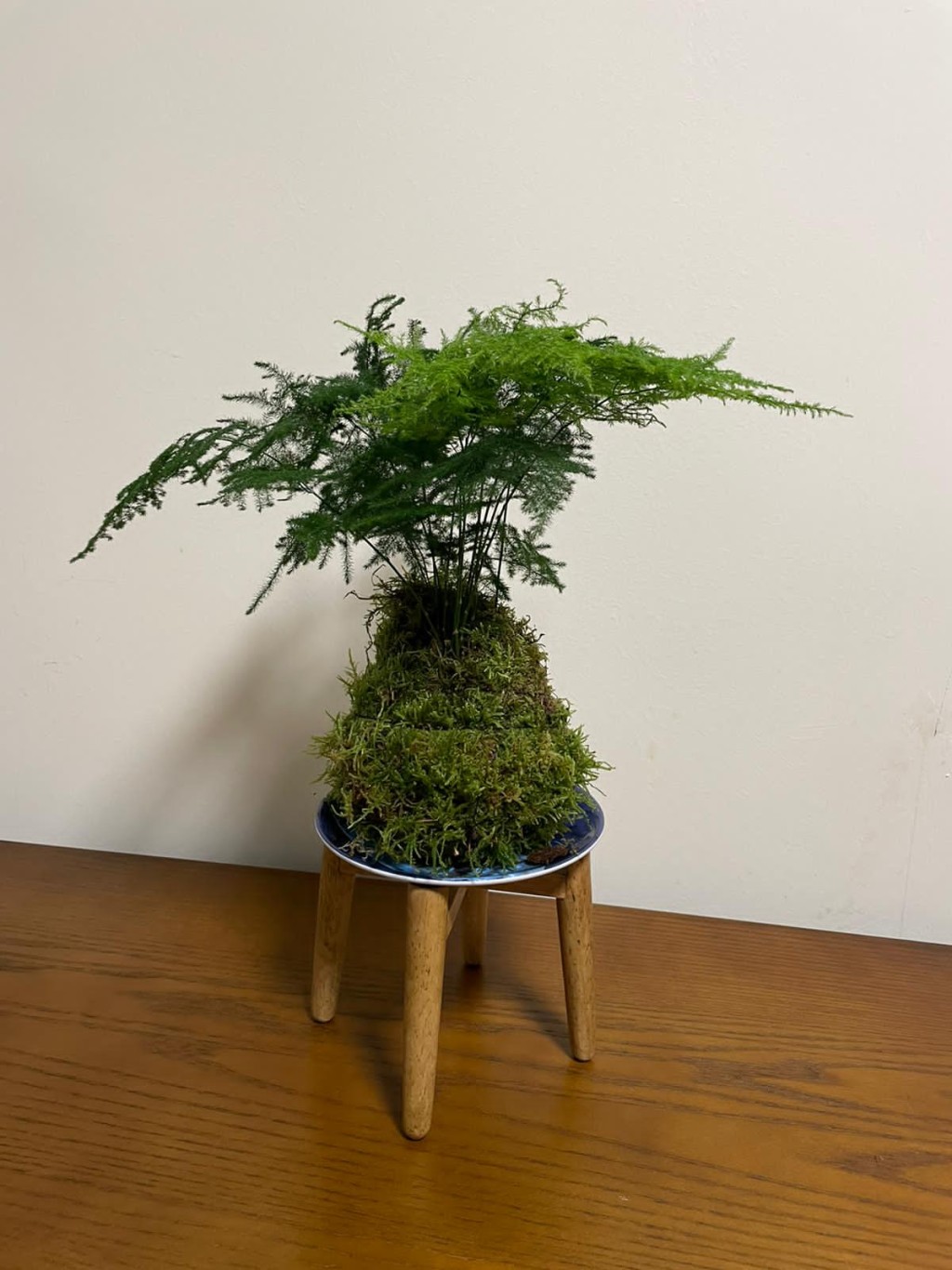 參與Chill自然工作坊,可一試苔玉創作。 參與Chill自然工作坊,可一試苔玉創作。