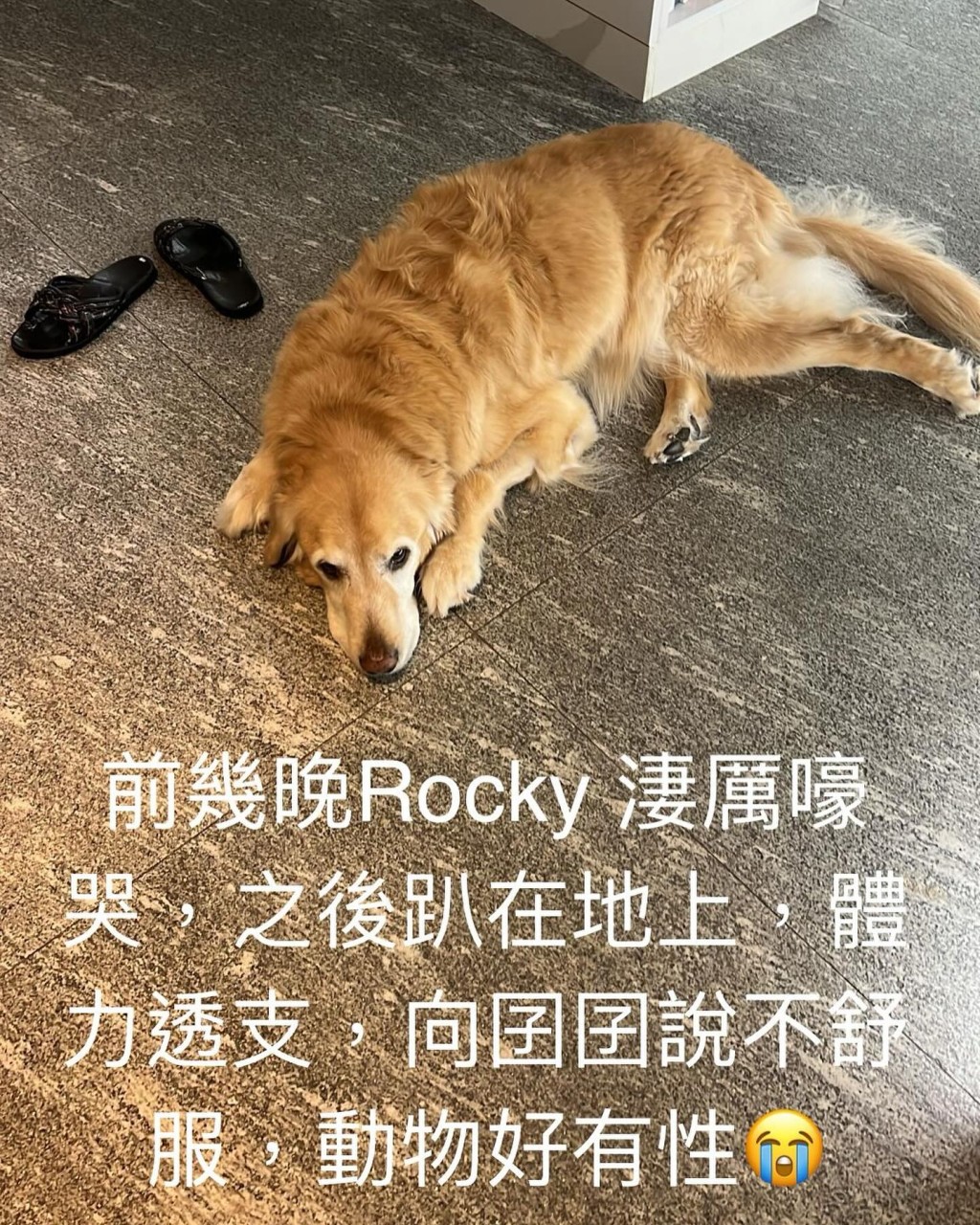 馬德鐘，透露愛犬Rocky日前淒厲嚎哭，後體力透支趴在地上，似是向囝囝馬在驤示意不舒服。