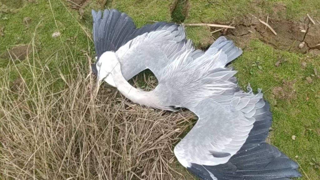 江西鄱陽湖流域某濕地，有人投毒殺害候鳥，警方已刑拘3名疑犯。澎湃新聞