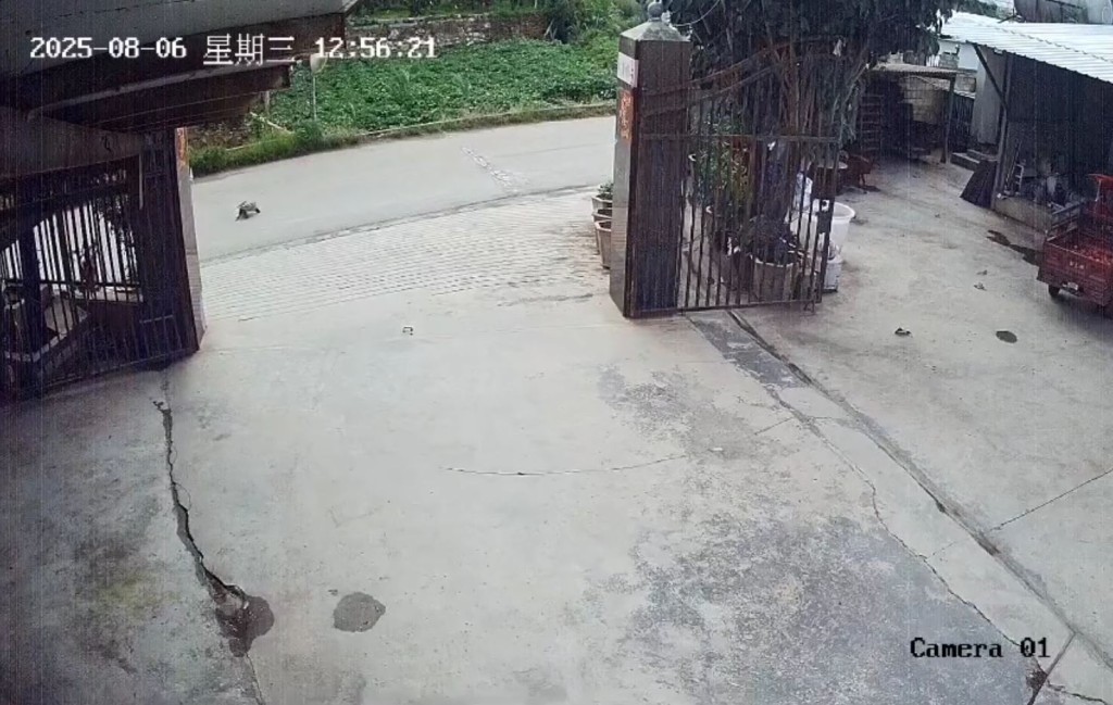 農家樂女老闆養逾30年，超過15公斤重的大鱷龜，被路過司機抱走。抖音@琦啊