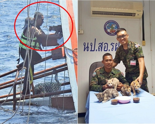 泰國一名水兵目賭4隻小貓被困後，隨即跳海進行救援。網圖