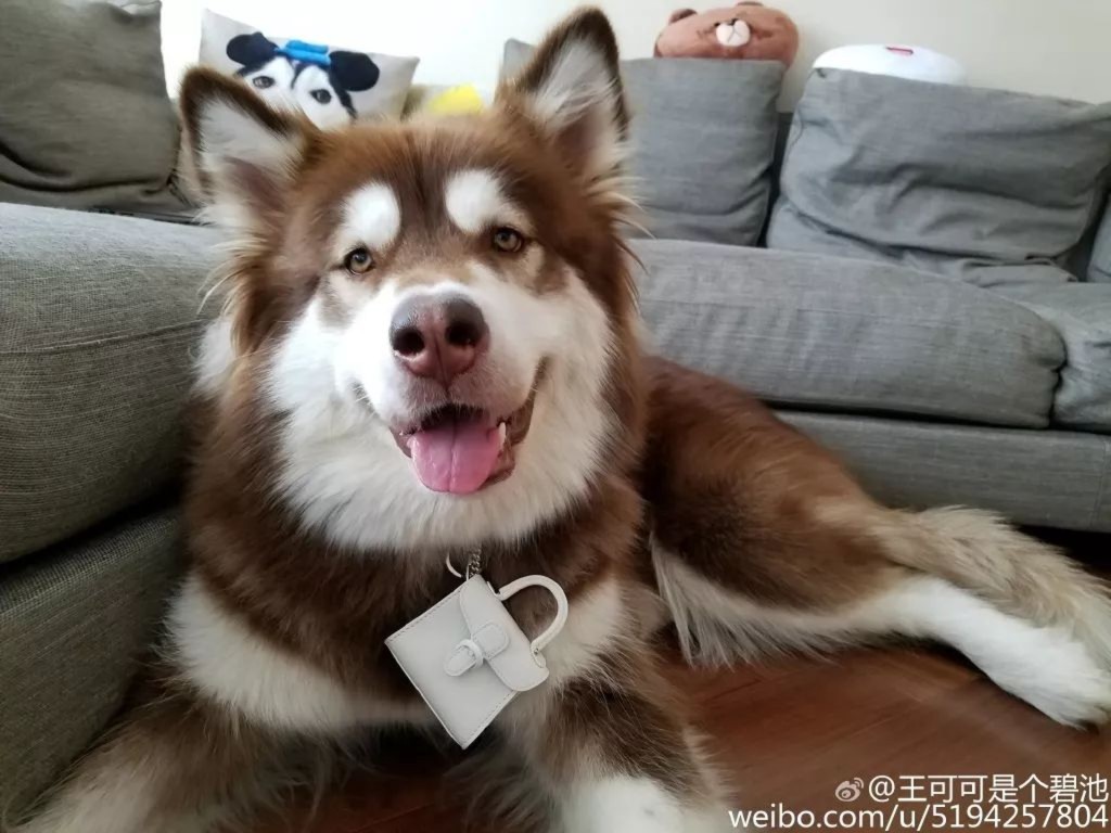 王思聰的愛犬的名牌產品數量驚人。