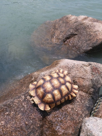 2020年8月，有盾臂龜被棄於東涌海濱防波堤大石上死亡。愛協FB