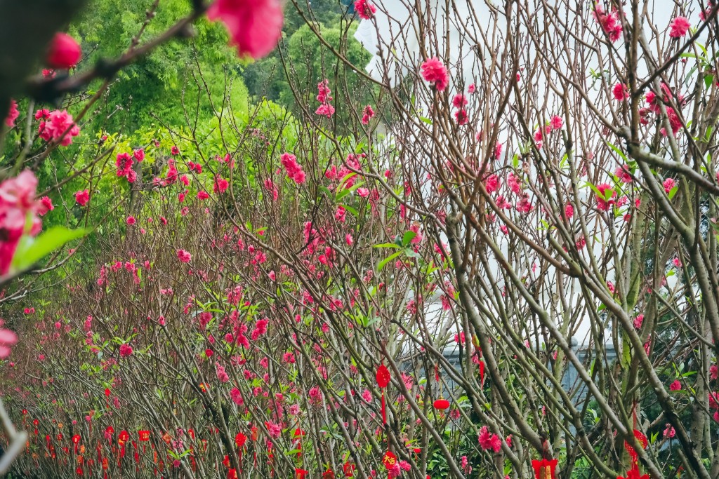 500棵桃花樹形成粉紅花海步道。（圖片來源：慈山寺）