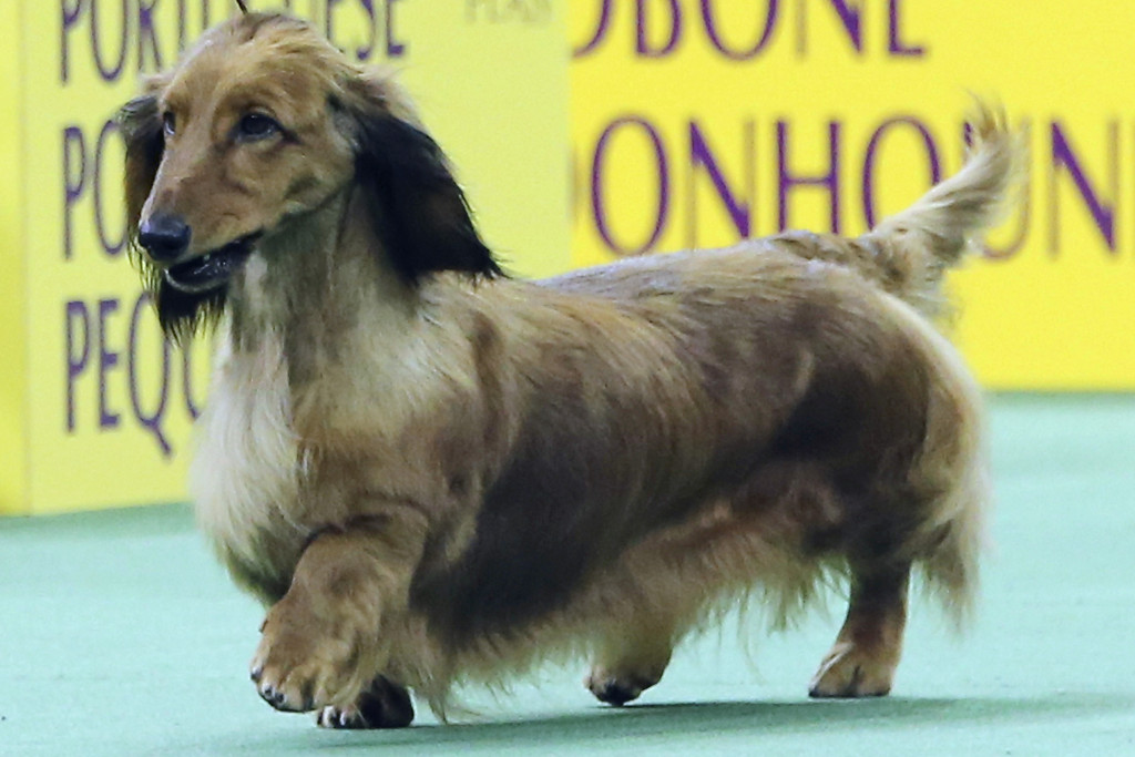 2022年美國最受歡迎犬種第9名臘腸犬（Dachshunds）。 美聯社