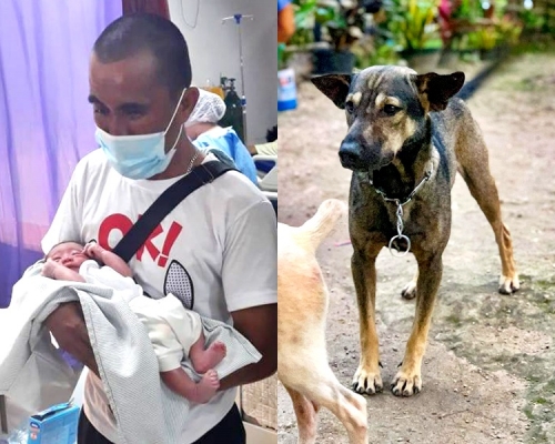 機智狗狗成功帶男途人救了棄嬰。Sibonga Wcpd Facebook

