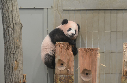 大熊貓香香150天大，第一次爬上展館的木柱。上野動物園圖片