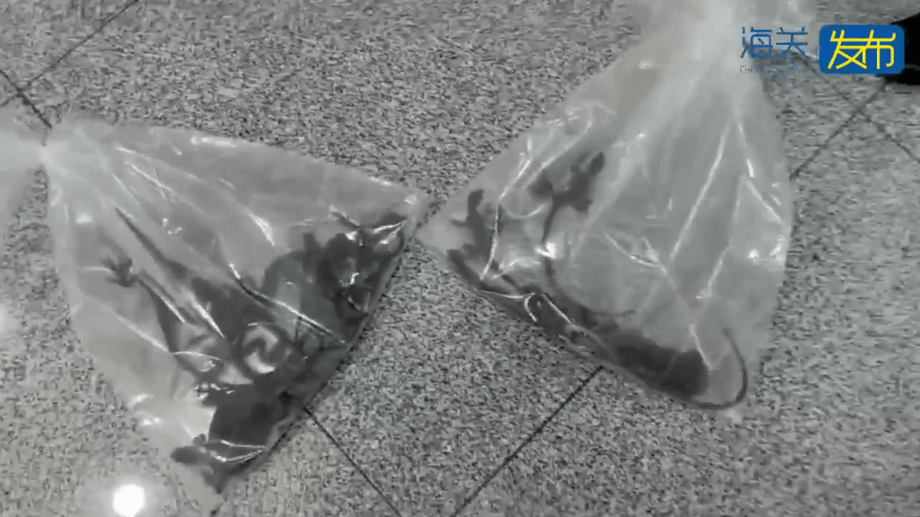 男子拱北口岸过关神色异常遭截查，关员检出50只活体蜥蜴。 
