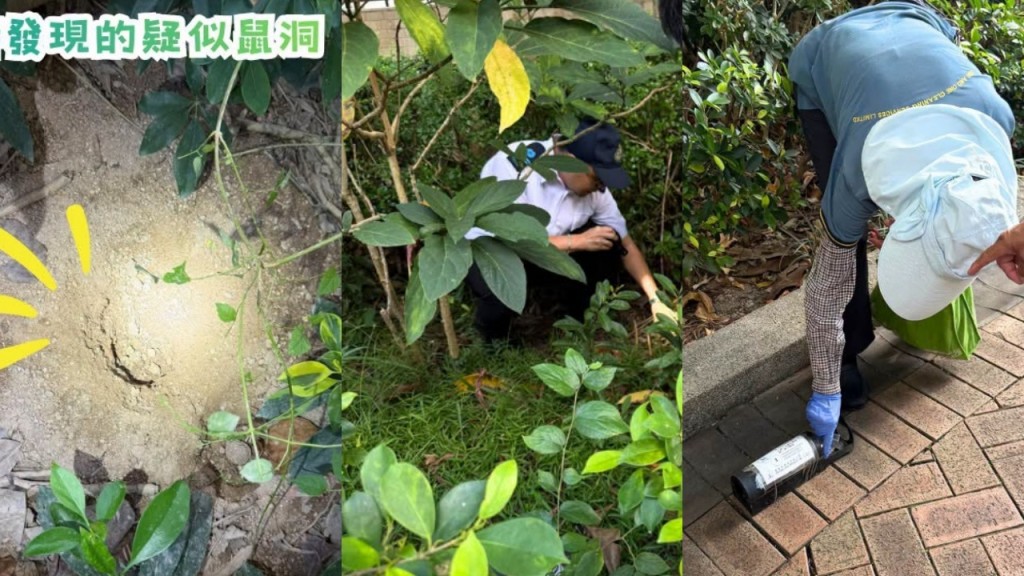 櫻桃街公園鼠患｜食環兩日兩巡查揭鼠蹤促治理 籲場地管理者不能依賴食環
