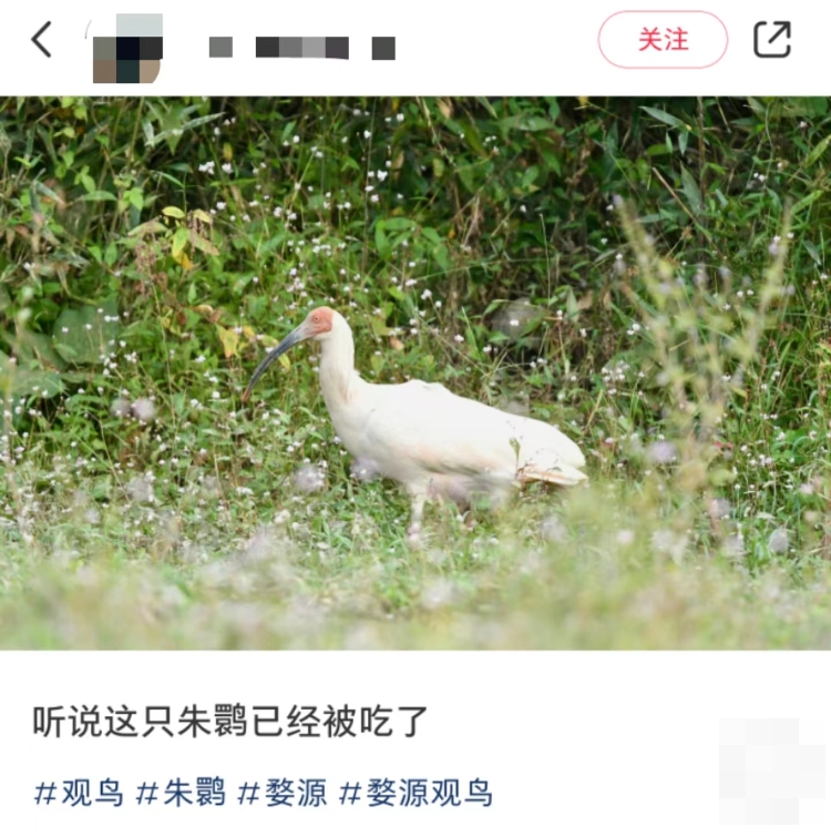 網傳江西唯一的一隻朱鹮被人捕殺「吃了」。