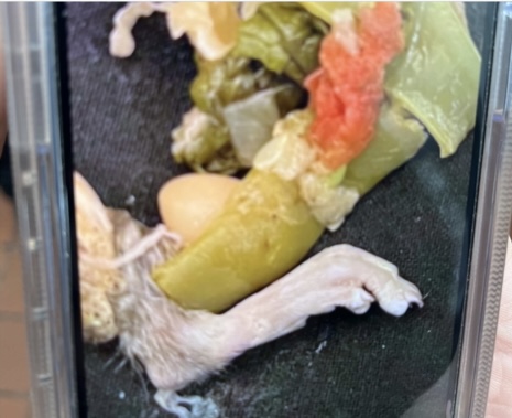 豪伊（Thomas Howie）在Olive Garden雜菜湯吃到的老鼠爪。 