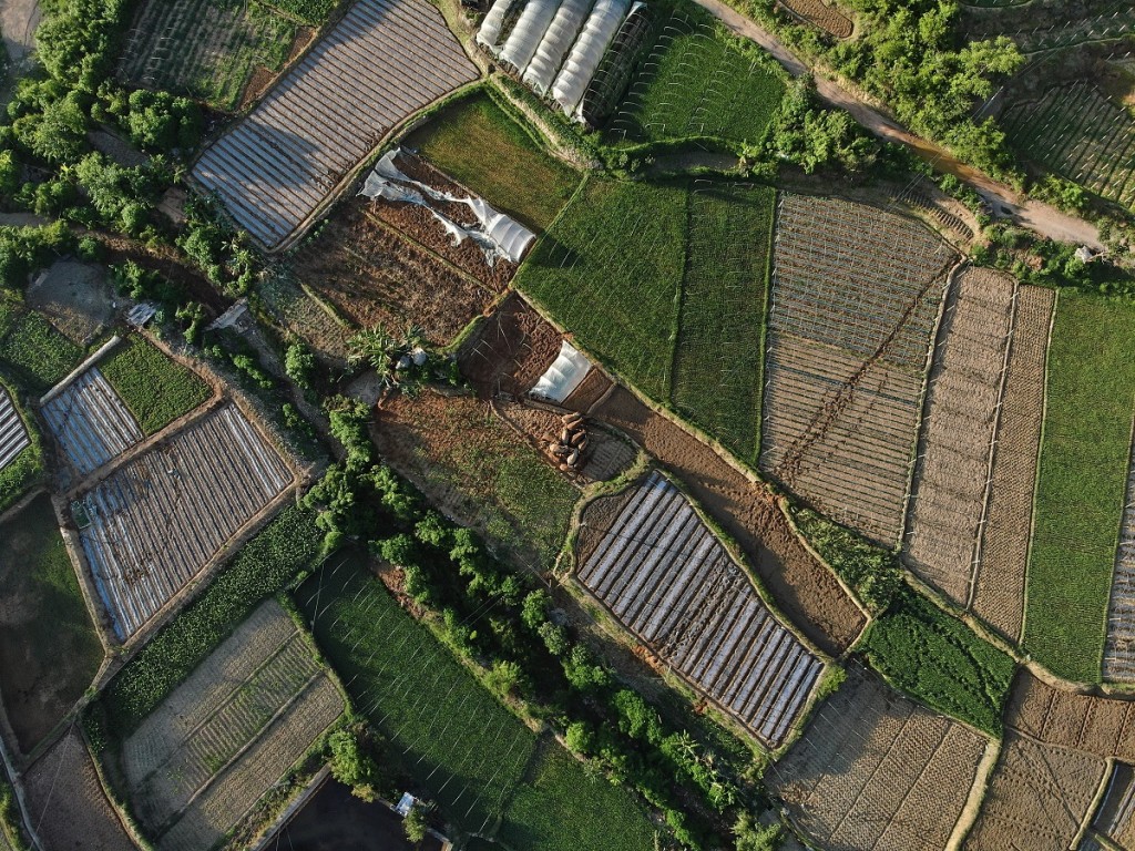 雲南一群亞洲象去年3月開始,由西雙版納的棲息地向北遷徙。新華社圖片