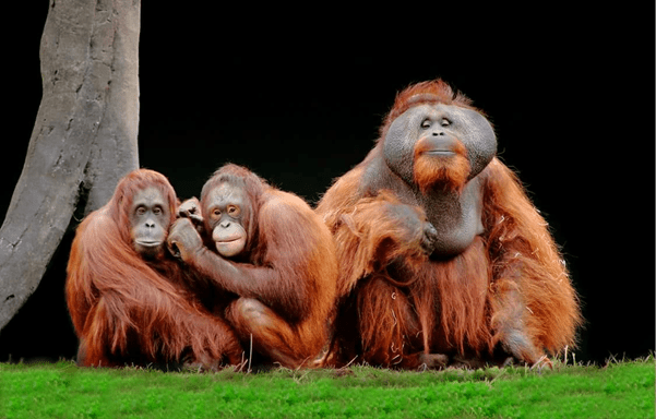 穆朱爾（Mujur，左）與西布（Sibu，右）。 Dublin Zoo FB