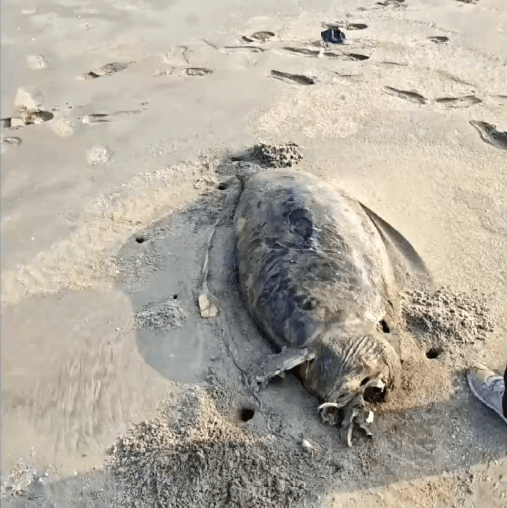 湛江發現疑似儒艮屍體,此前被宣告在中國大陸沿海「功能性滅絕」 。 湛江發現疑似儒艮屍體,此前被宣告在中國大陸沿海「功能性滅絕」 。