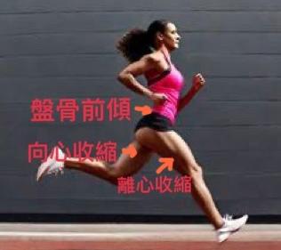 跑步時如果腰部過度前傾,會導致膕繩肌受傷。圖片由筆者提供 跑步時如果腰部過度前傾,會導致膕繩肌受傷。圖片由筆者提供