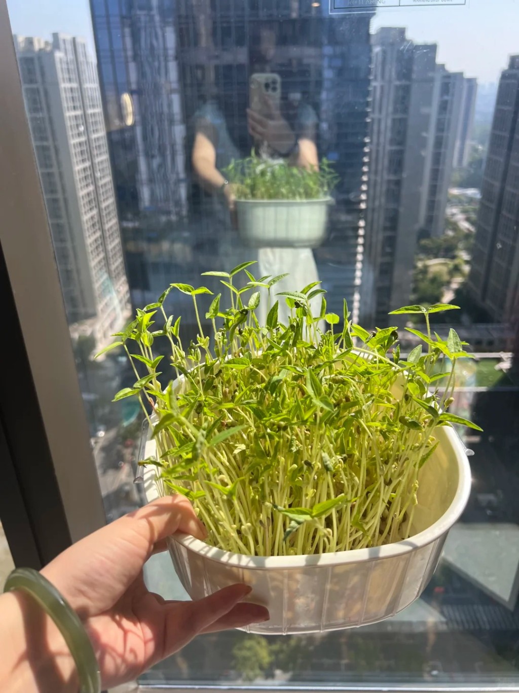 國慶長假中,許多家庭也要帶著綠豆芽出遊,讓孩子完成觀察日記功課。小紅書@檸檬百香果 國慶長假中,許多家庭也要帶著綠豆芽出遊,讓孩子完成觀察日記功課。小紅書@檸檬百香果