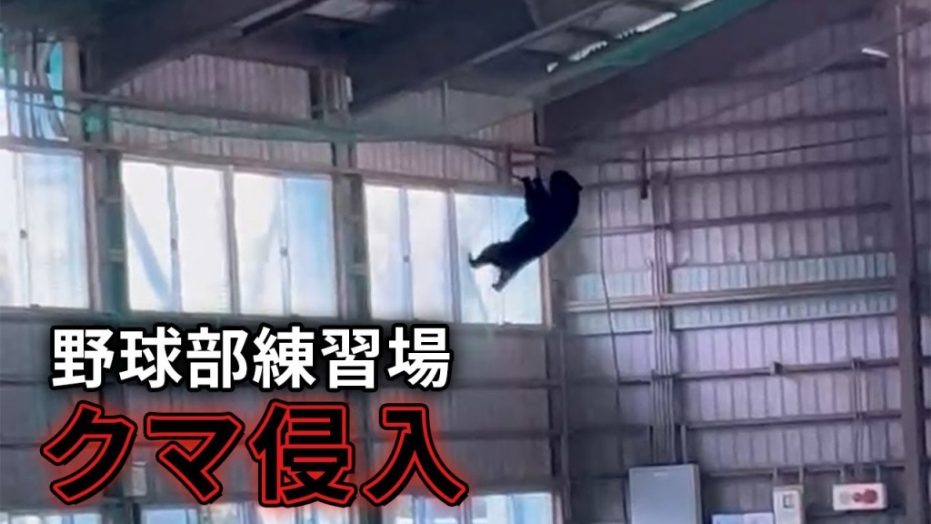 山形市一所私立高中的棒球社室內練習室有野熊闖入玩吊掛。YouTube