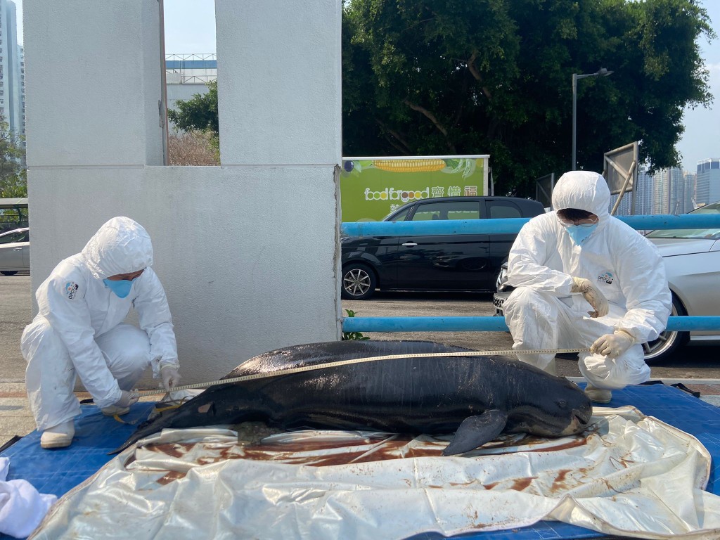 大嶼山狗嶺涌現成年江豚屍體。香港海洋公園保育基金提供