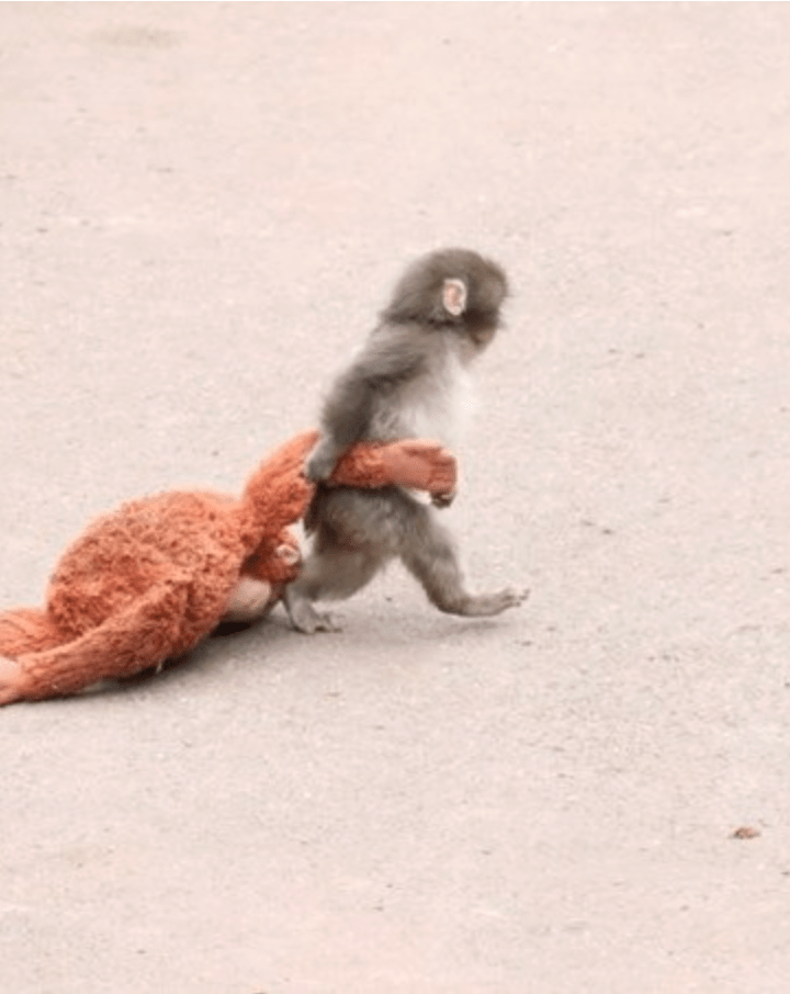 「Punch君」未能融入猴群。X@wael khoury