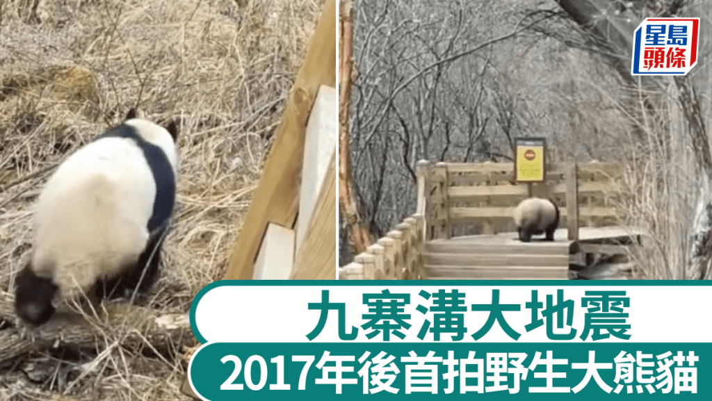 四川九寨沟7级大地震后，首次拍下野生大熊猫活动影片。红星新闻
