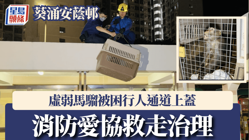 蔡楚輝攝