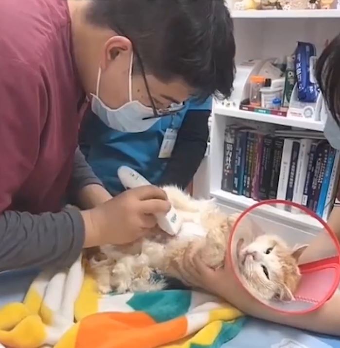 中國小動物保護協會替2隻貓咪體檢。