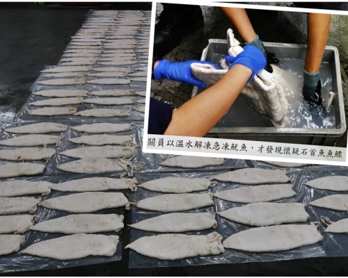 關員以溫水將箱內的急凍魷魚解凍分開（小圖），發現包裹著鮮石首魚魚肚。