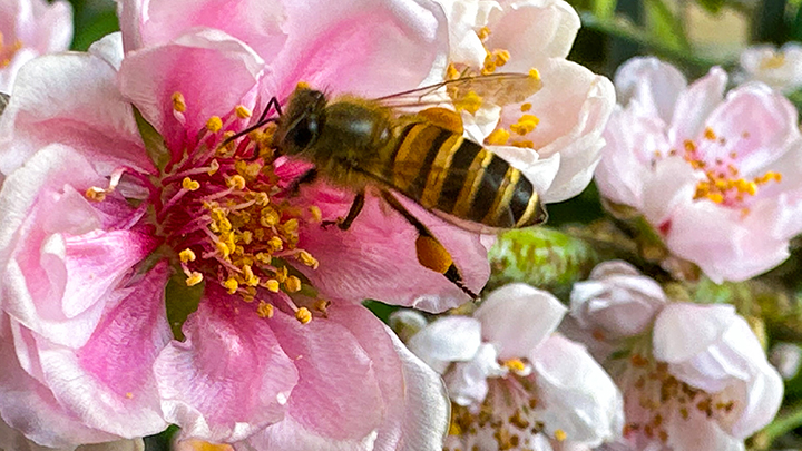 初春百花盛放生機勃勃，花開富貴代表好意頭。
