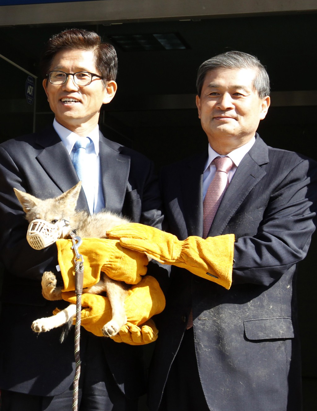  黄禹锡曾用狗的卵子复制了8只郊狼，并将这批郊狼送给韩国京畿道政府。 路透社