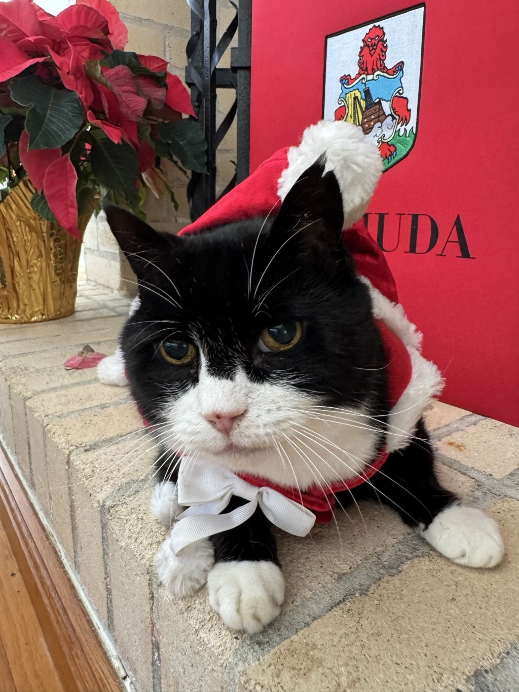 英國外交部前「捕鼠大臣」帕默斯頓逝世,享年12歲。X@DiploMog 英國外交部前「捕鼠大臣」帕默斯頓逝世,享年12歲。X@DiploMog