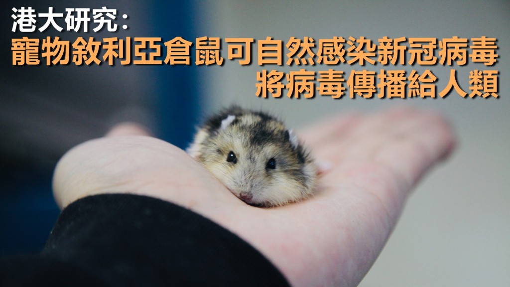 港大研究發現,一些自然感染新冠病毒的進口寵物敘利亞倉鼠,為本地爆發新冠肺炎的源頭。unsplash圖片(示意圖)