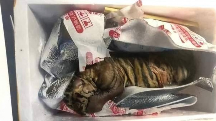西安民眾意外揭發販運虎屍案,兩被告被判囚。網上圖片