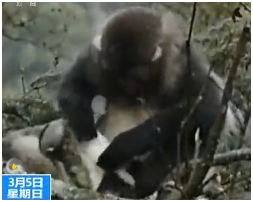猴寶寶目前已能在媽媽懷裡自由活動。央視網圖片
