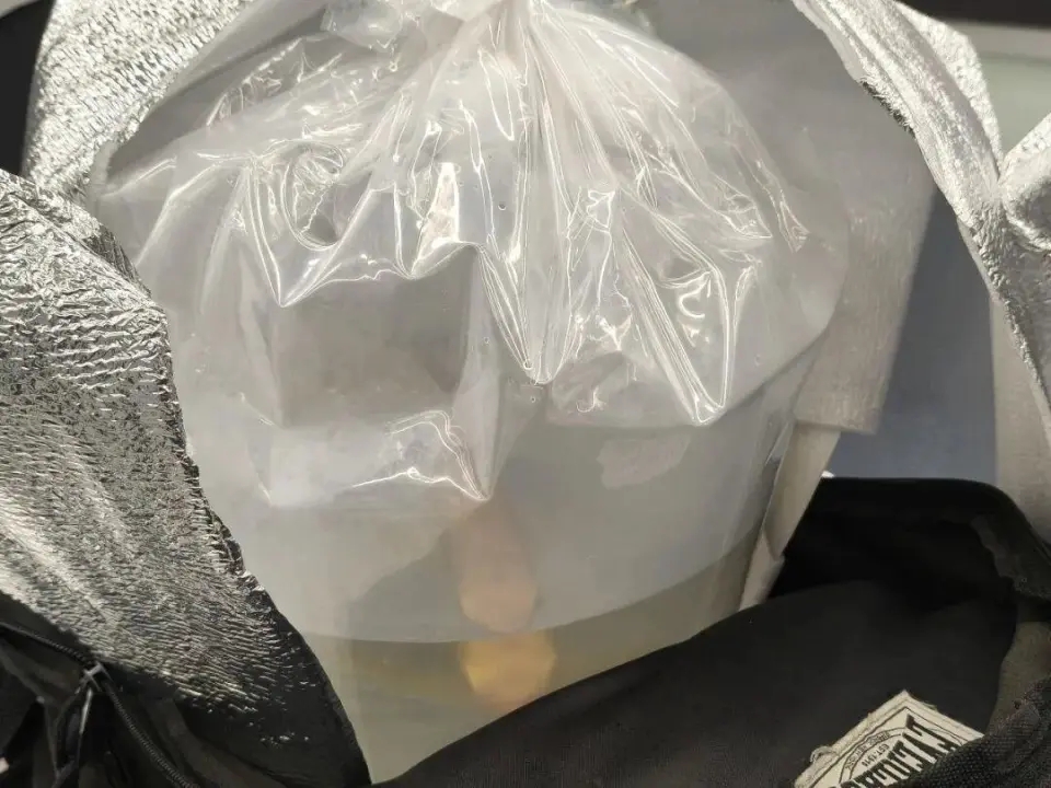 近日,一名女遊客攜帶瀕危的金龍魚在福田口岸出境,被海關關員查獲。 近日,一名女遊客攜帶瀕危的金龍魚在福田口岸出境,被海關關員查獲。