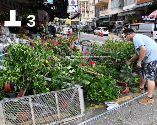 花墟有多盆盆栽被強風吹毀。