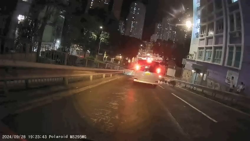 当时4只野猪在路上施施然慢行。网上片段截图