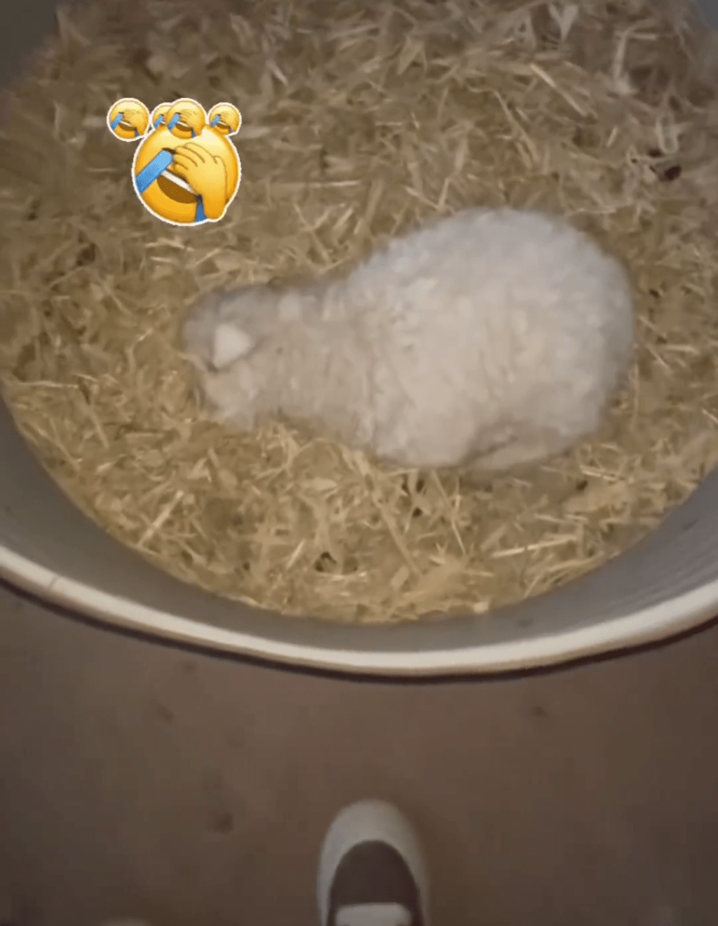 近日，寧夏平羅縣「戲精小羊」憑裝死技能爆紅網絡。