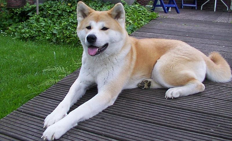 日本保存會改發數碼證明書，防秋田犬血統證偽造。維基網站圖片