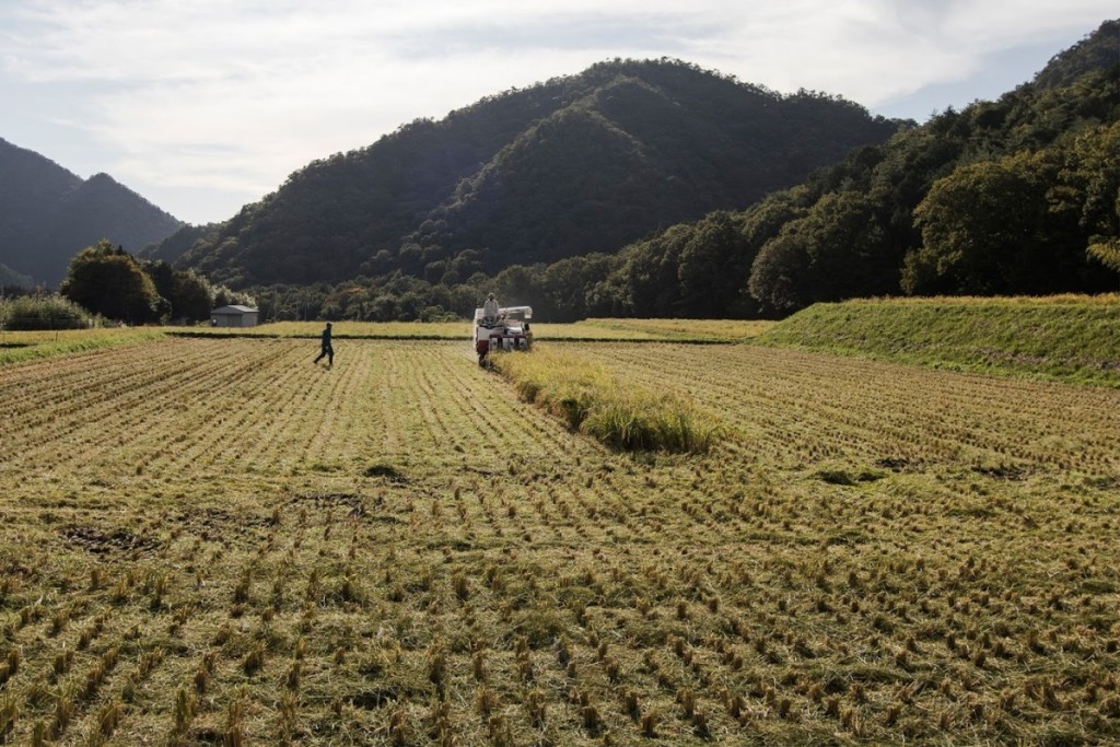 日本釀酒廠並不會自己種米，久野九平治在兵庫縣購買逾3千平方公尺的農地黑田莊栽培酒米山田錦，從米開始釀造純米大吟醸。