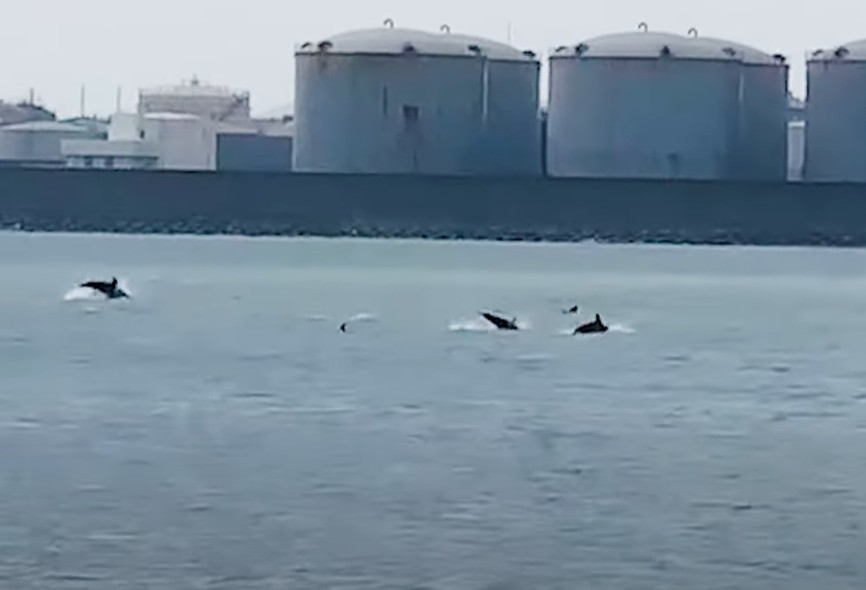 海豚不斷躍出水面。