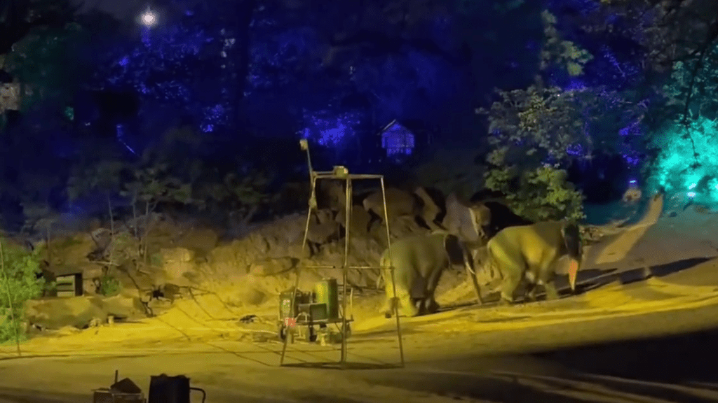 南萬歲山武俠城「打鐵花」表演中，兩隻登場的「大象」穿崩露人腳。 微博