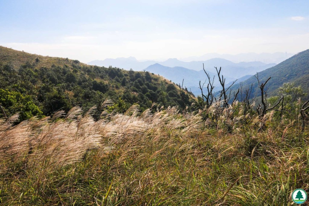 山頂的芒草在秋風中搖曳，與藍天白雲相襯，景色壯麗。