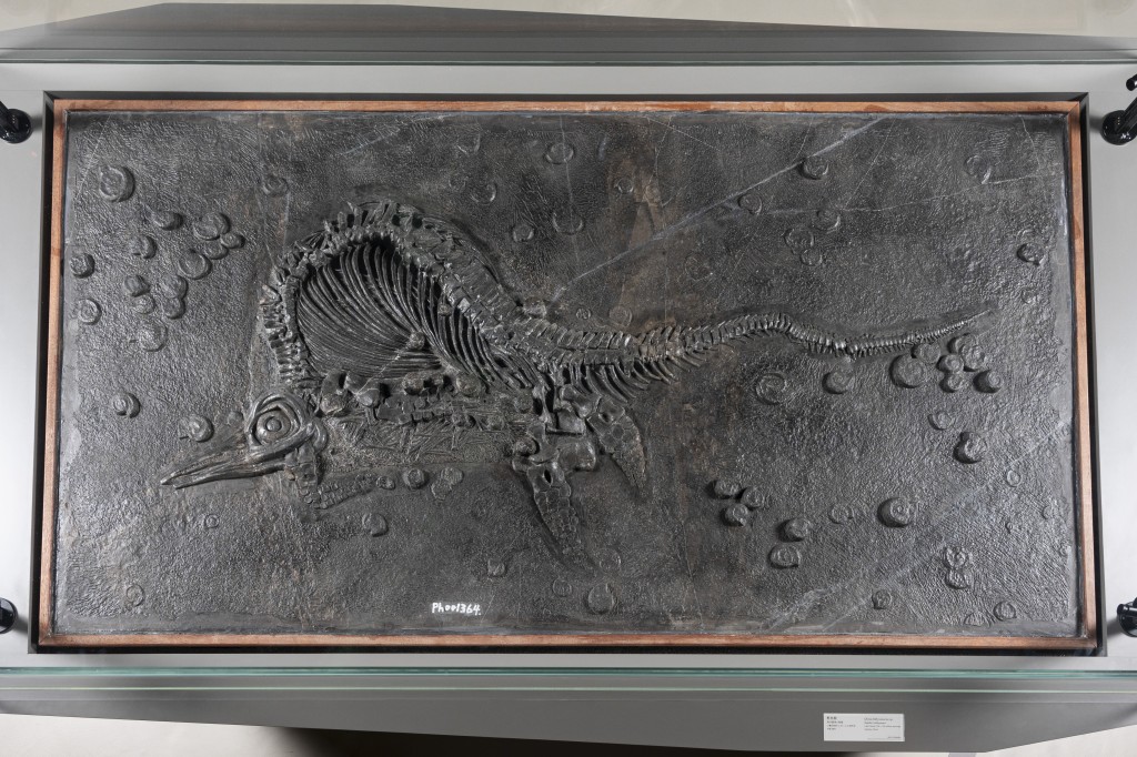 图示即将归还予国家自然博物馆、中国特有的鱼龙品种黔鱼龙的化石。