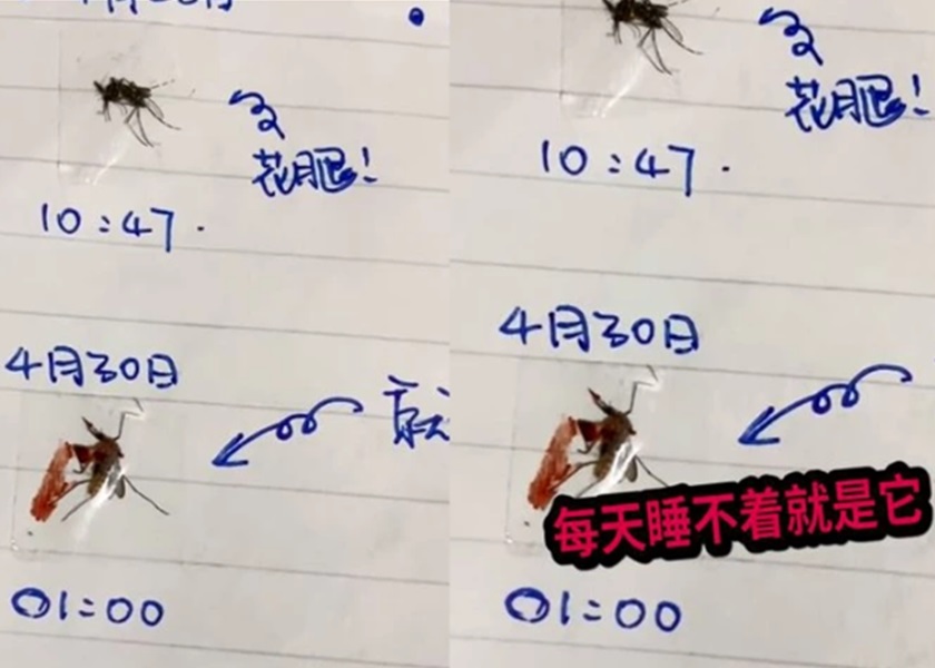 網民將蚊子打死後,再用膠紙貼記並寫上日期時間。影片截圖